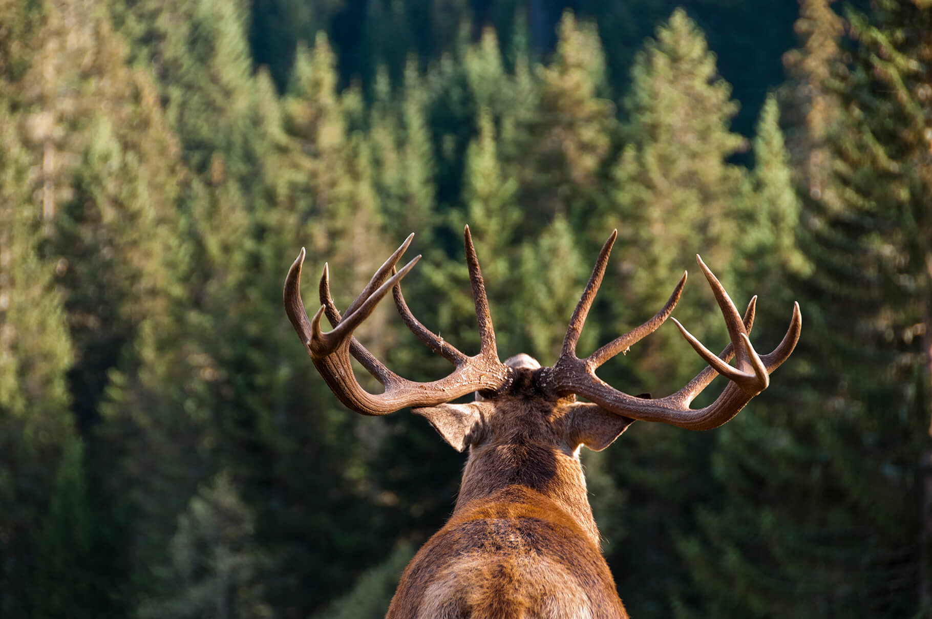 fachgeschaeft fuer jagd sport